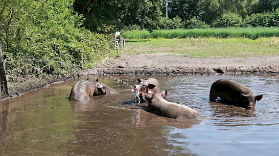 Mooiste modderpoel