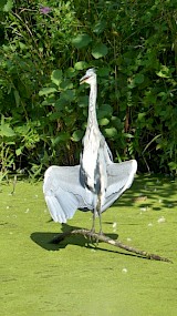 Tijdens onze fietstocht afgelopen zondag 25 augustus zagen we net buiten Ommen richting de sahara deze reiger die het ook bijzonder warm had. Echt een zomerse foto! (geüpload door Fred)