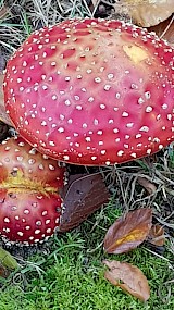 Herfst (geüpload door Marianne Steenbergen)