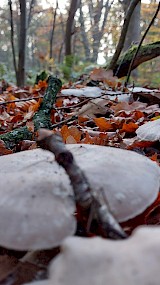 Herfst (geüpload door Nyne)